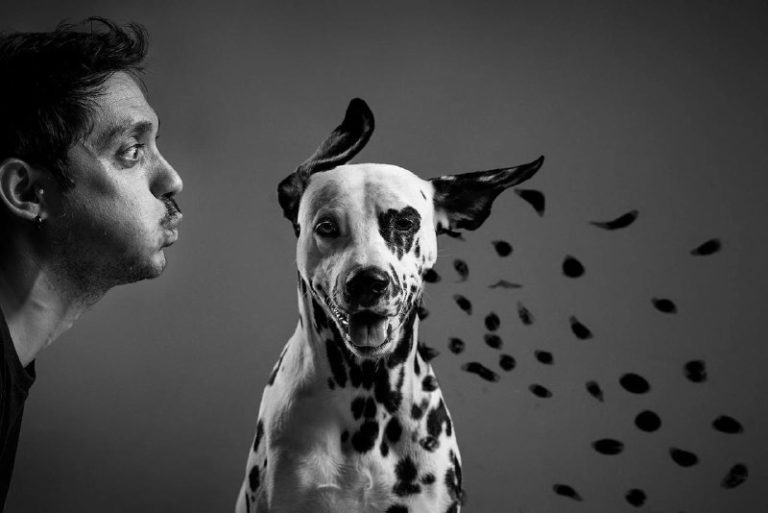 Анонсированы победители премии The 2024 Dog Photography Awards