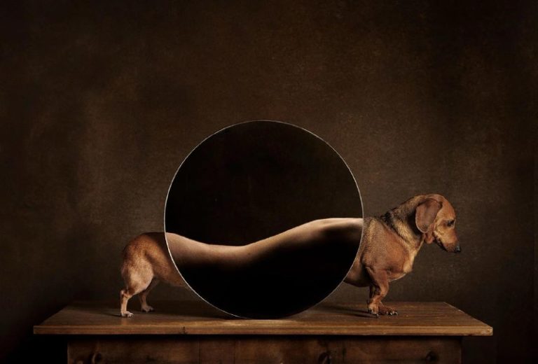 Анонсированы победители премии The 2024 Dog Photography Awards — фото 6