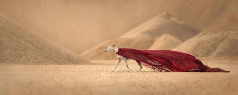 Анонсированы победители премии The 2024 Dog Photography Awards — фото 2