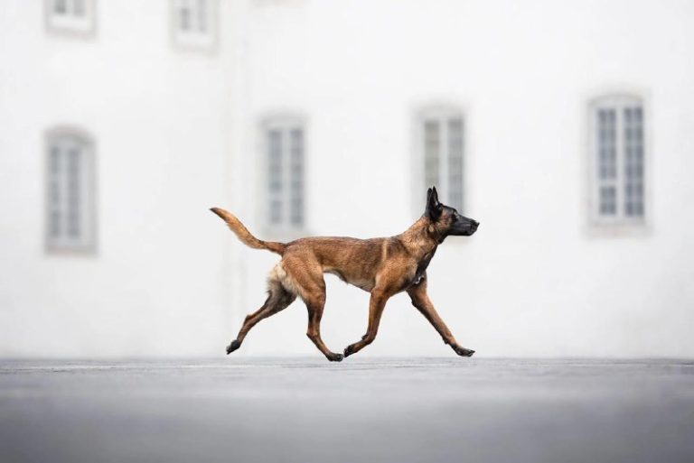 Анонсированы победители премии The 2024 Dog Photography Awards — фото 4