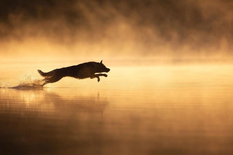 Анонсированы победители премии The 2024 Dog Photography Awards — фото 5
