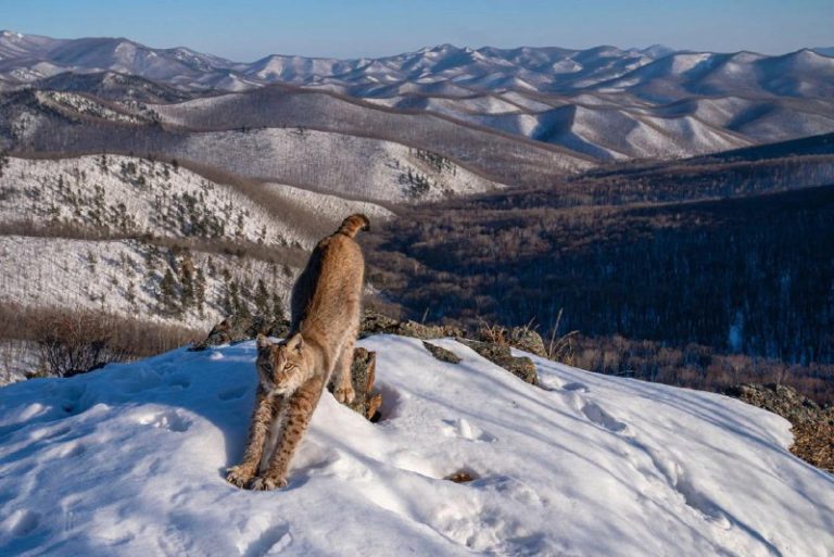 Объявлены победители престижной премии Wildlife Photographer of the Year 2024 — фото 2