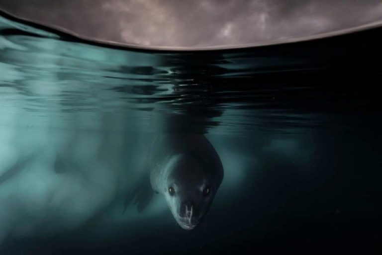 Объявлены победители престижной премии Wildlife Photographer of the Year 2024 — фото 3