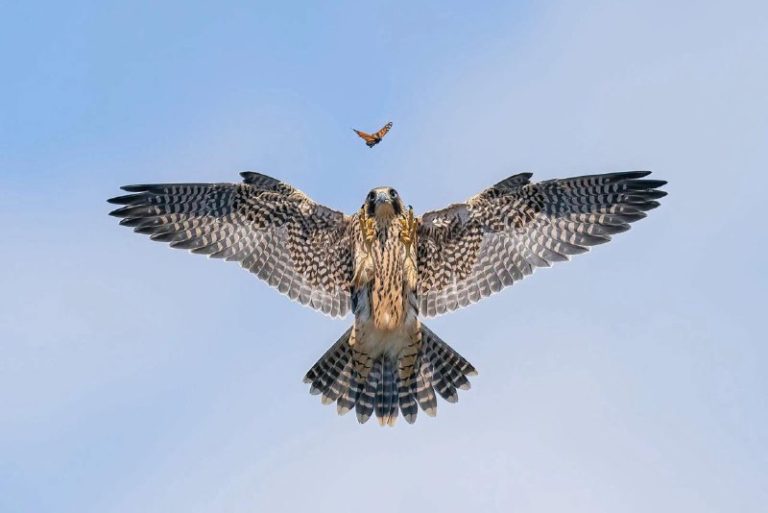 Объявлены победители престижной премии Wildlife Photographer of the Year 2024 — фото 6