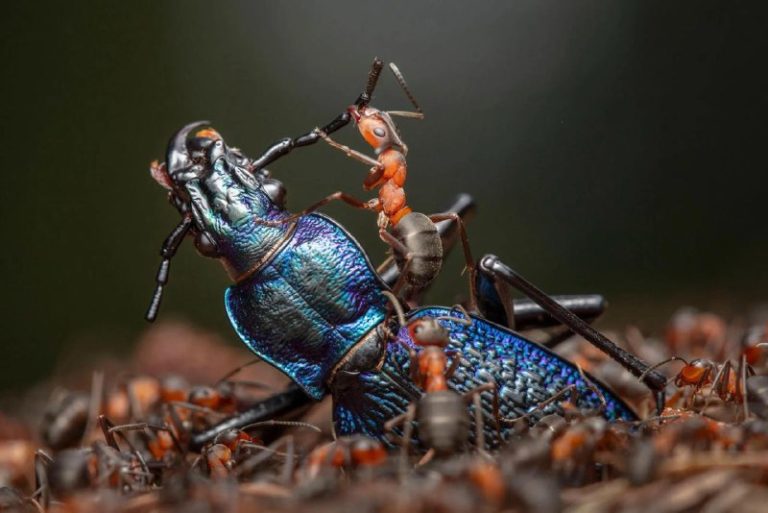 Объявлены победители престижной премии Wildlife Photographer of the Year 2024 — фото 9