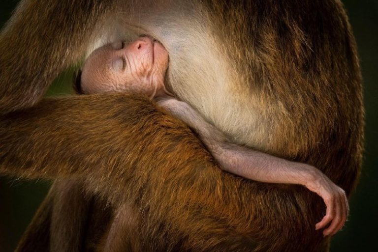 Объявлены победители престижной премии Wildlife Photographer of the Year 2024 — фото 10