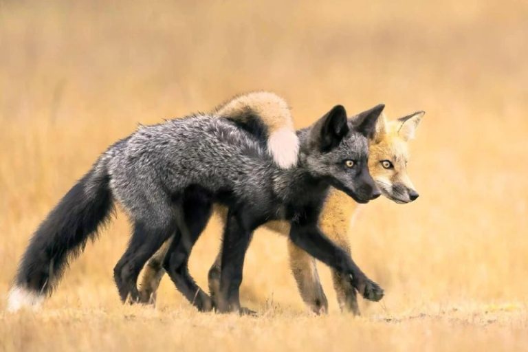 Объявлены победители премии Nature Photographer of the Year 2024 — фото 7