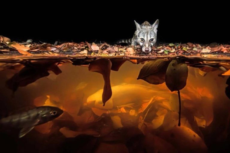 Объявлены победители премии Nature Photographer of the Year 2024 — фото 10