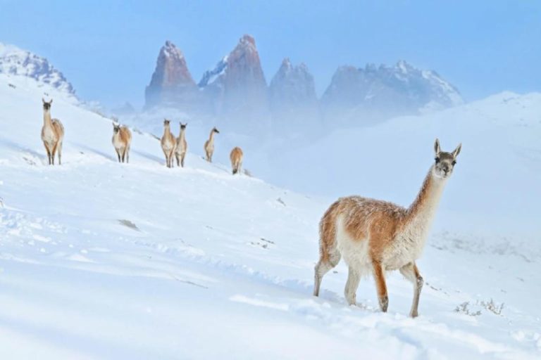 Объявлены победители премии Nature Photographer of the Year 2024 — фото 9
