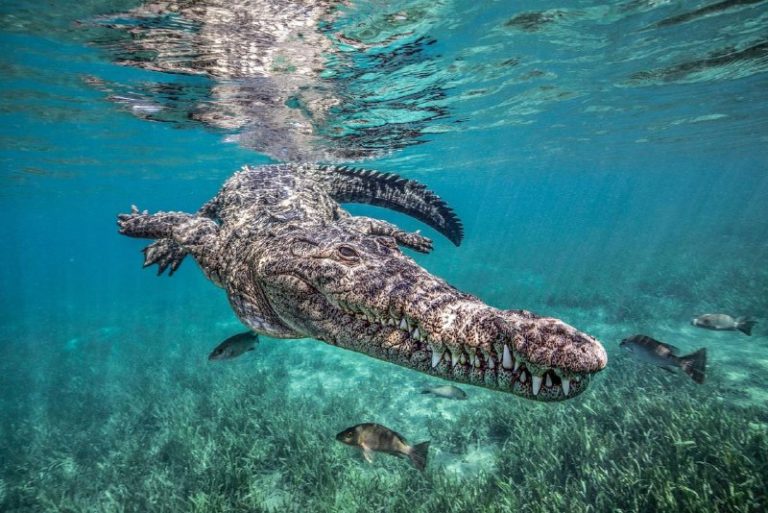 Впечатляющие фотографии победителей премии Travel Photographer of the Year 2024 — фото 9
