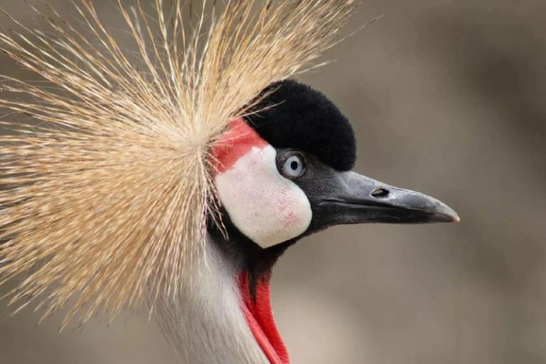 Canon представлии базовый телевик Canon RF 75-300mm f/4-5.6. К сожалению — фото 2