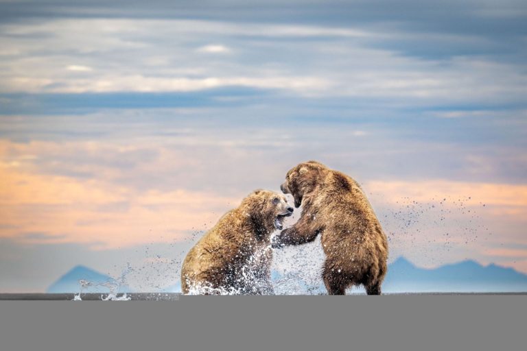 Sony World Photography Awards 2027 — конкурс с бесплатным участием и призом в $25 000