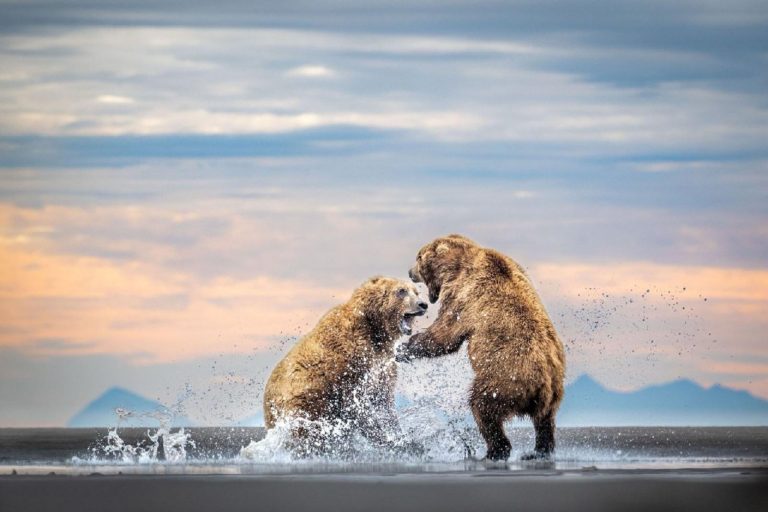 Sony World Photography Awards 2027 — конкурс с бесплатным участием и призом в $25 000 — фото 2