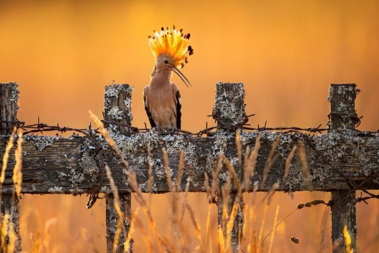 Sony World Photography Awards 2027 — конкурс с бесплатным участием и призом в $25 000 — фото 6