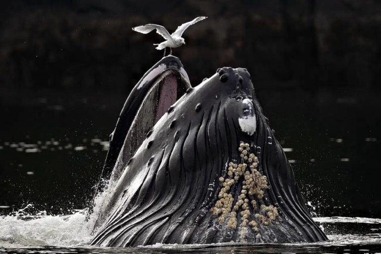 European Photography Awards 2026: чайка над пастью кита принесла главный приз