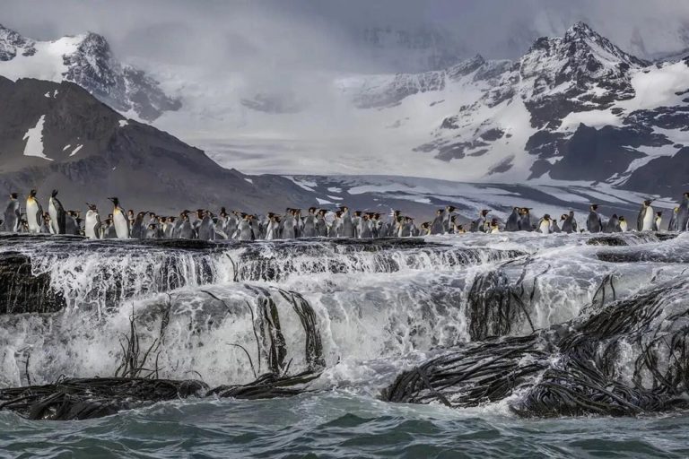 European Photography Awards 2026: чайка над пастью кита принесла главный приз — фото 3