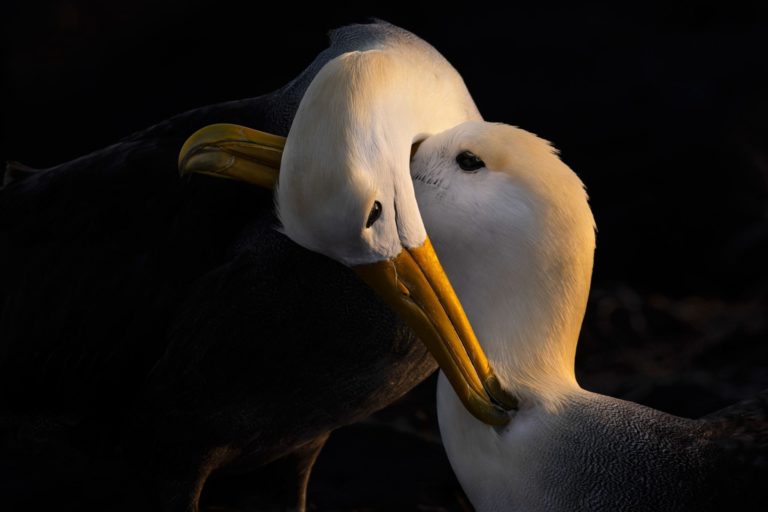 Audubon Top 100 2026: сто лучших снимков птиц и на что их снимали