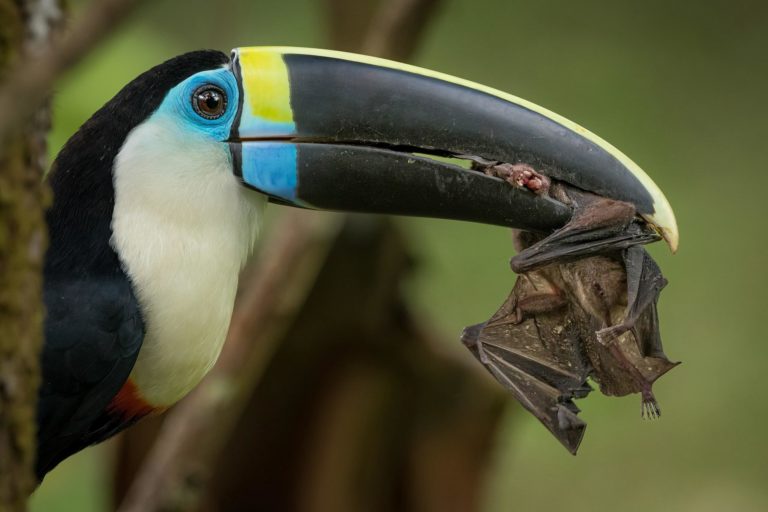 Audubon Top 100 2026: сто лучших снимков птиц и на что их снимали — фото 2