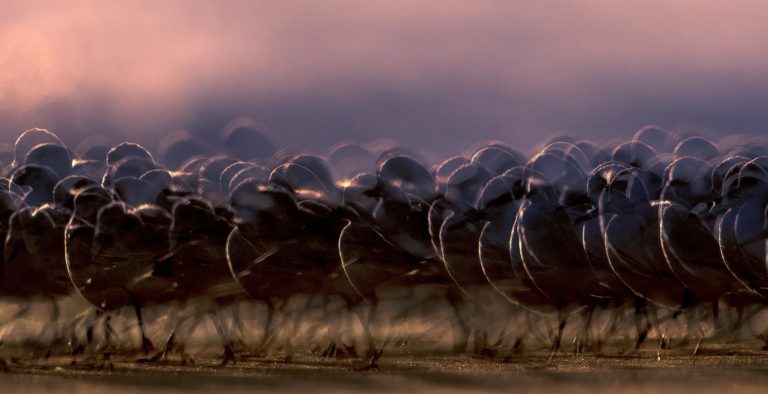 Audubon Top 100 2026: сто лучших снимков птиц и на что их снимали — фото 3