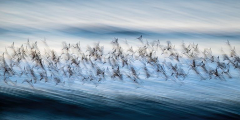 Audubon Top 100 2026: сто лучших снимков птиц и на что их снимали — фото 6