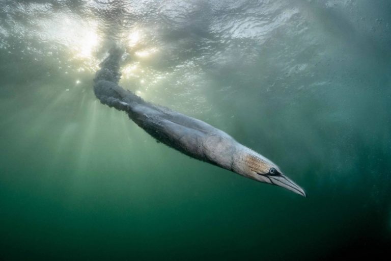 Bird Photographer of the Year 2026: олуша-торпеда принесла главный приз