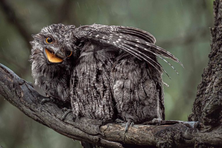 Bird Photographer of the Year 2026: олуша-торпеда принесла главный приз — фото 5