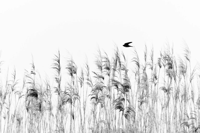 Bird Photographer of the Year 2026: олуша-торпеда принесла главный приз — фото 10