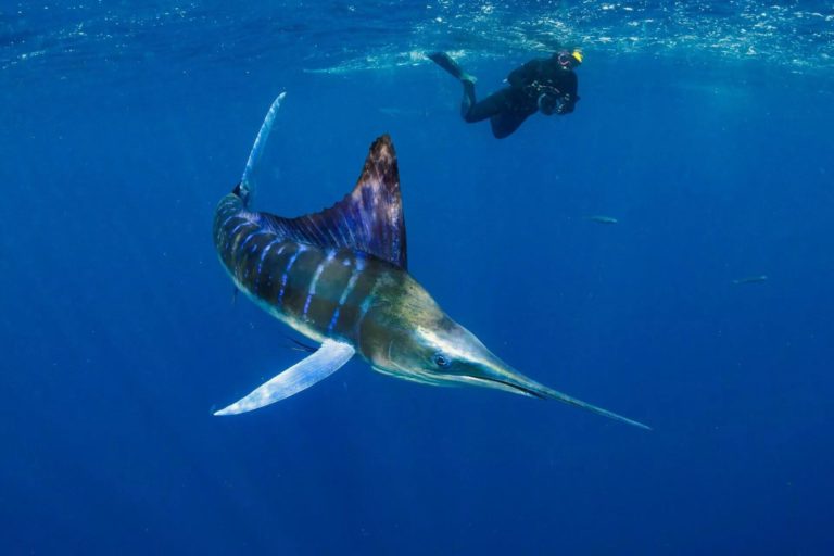 Стартовал Ocean Art 2026 — конкурс подводной фотографии с призами на $50 000