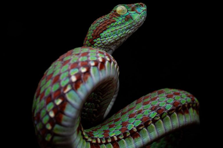 Laowa Acris 35mm f/2.8 — первый в мире полнокадровый автофокусный 35mm с макро 1:1 — фото 5