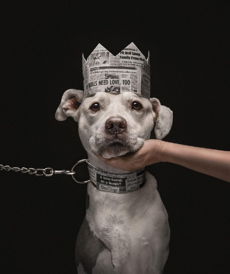 Лучшие фото собак 2026 года: объявлены победители Dog Photography Awards — фото 2