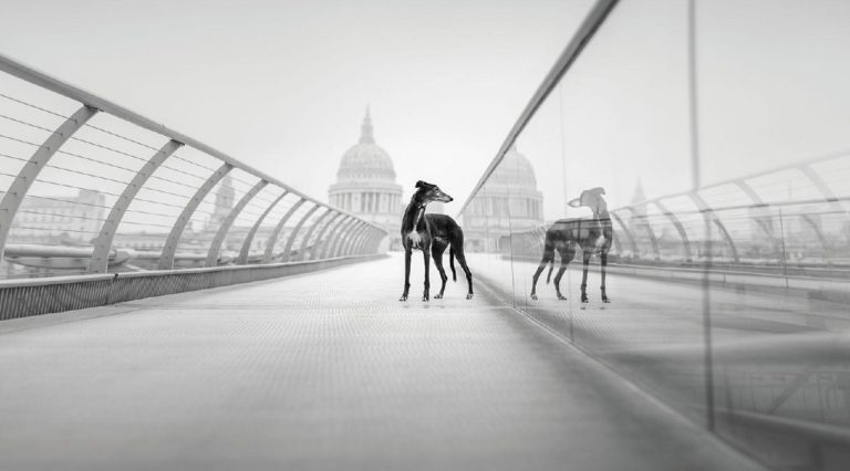 Лучшие фото собак 2026 года: объявлены победители Dog Photography Awards — фото 3