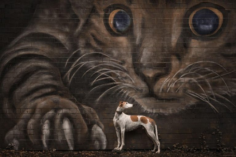 Лучшие фото собак 2026 года: объявлены победители Dog Photography Awards — фото 4