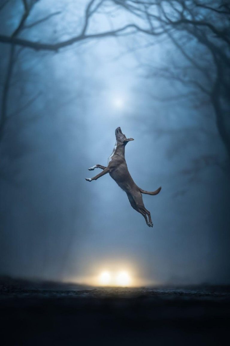 Лучшие фото собак 2026 года: объявлены победители Dog Photography Awards — фото 6