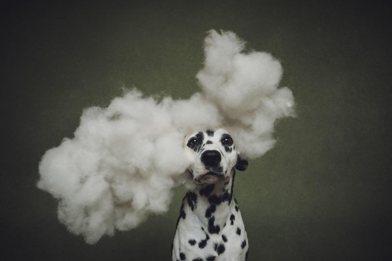 Лучшие фото собак 2026 года: объявлены победители Dog Photography Awards — фото 10