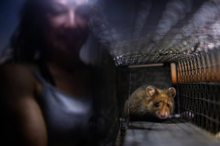 Бобры посреди города: кадр из Ольштына выиграл Rewilding Europe Award 2026 — фото 2