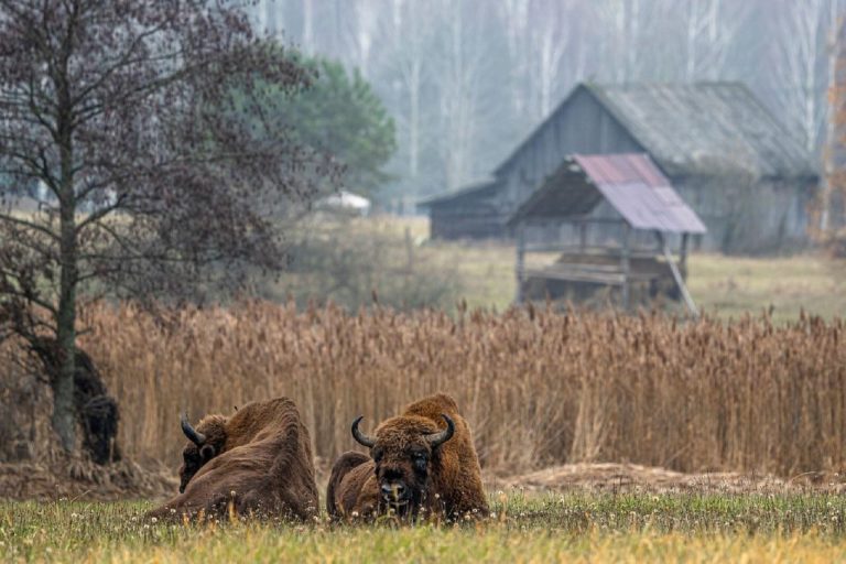 Бобры посреди города: кадр из Ольштына выиграл Rewilding Europe Award 2026 — фото 3