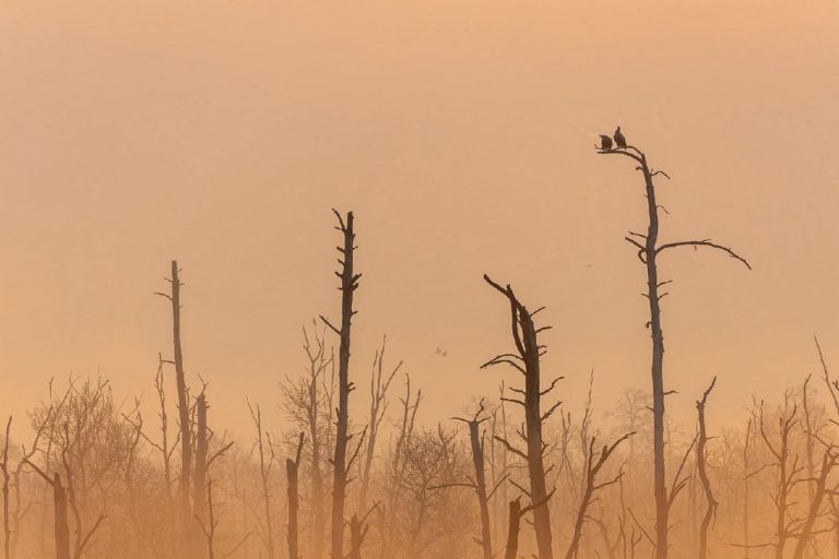 Бобры посреди города: кадр из Ольштына выиграл Rewilding Europe Award 2026 — фото 4