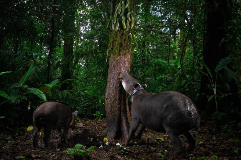 Бобры посреди города: кадр из Ольштына выиграл Rewilding Europe Award 2026 — фото 6