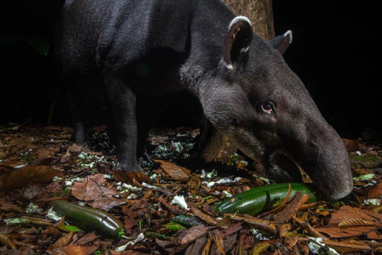 Бобры посреди города: кадр из Ольштына выиграл Rewilding Europe Award 2026 — фото 7