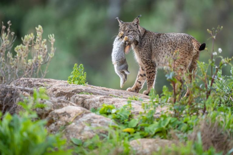 Бобры посреди города: кадр из Ольштына выиграл Rewilding Europe Award 2026 — фото 9