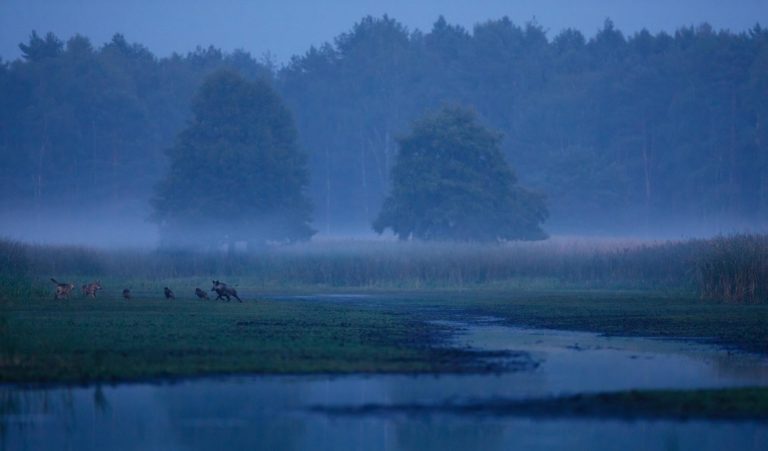 Бобры посреди города: кадр из Ольштына выиграл Rewilding Europe Award 2026 — фото 10