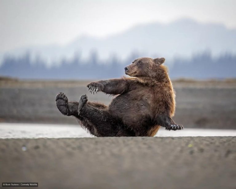 Финалисты Nikon Comedy Wildlife Awards 2026: медведь на зарядке и сердитый королёк