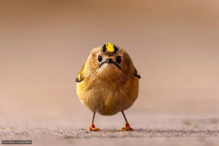 Финалисты Nikon Comedy Wildlife Awards 2026: медведь на зарядке и сердитый королёк — фото 2