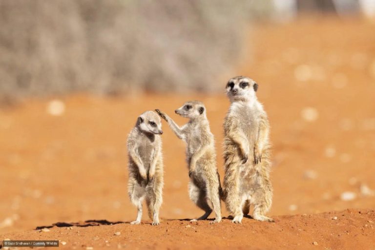 Финалисты Nikon Comedy Wildlife Awards 2026: медведь на зарядке и сердитый королёк — фото 3