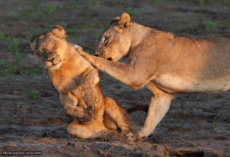 Финалисты Nikon Comedy Wildlife Awards 2026: медведь на зарядке и сердитый королёк — фото 4