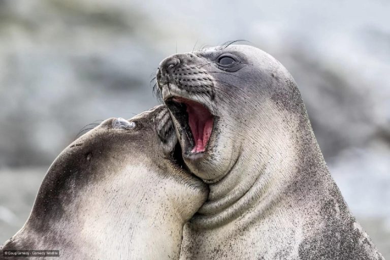 Финалисты Nikon Comedy Wildlife Awards 2026: медведь на зарядке и сердитый королёк — фото 5