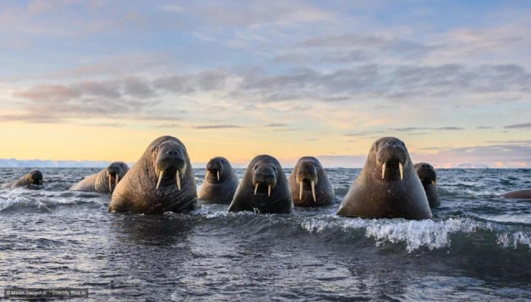 Финалисты Nikon Comedy Wildlife Awards 2026: медведь на зарядке и сердитый королёк — фото 6