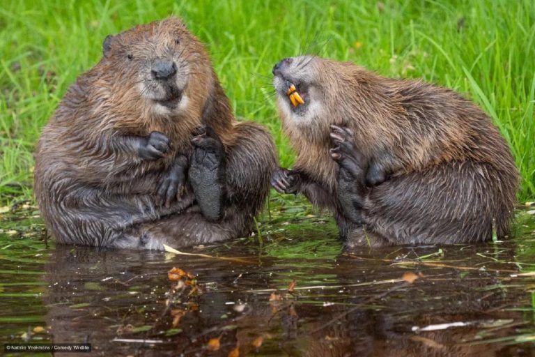 Финалисты Nikon Comedy Wildlife Awards 2026: медведь на зарядке и сердитый королёк — фото 7
