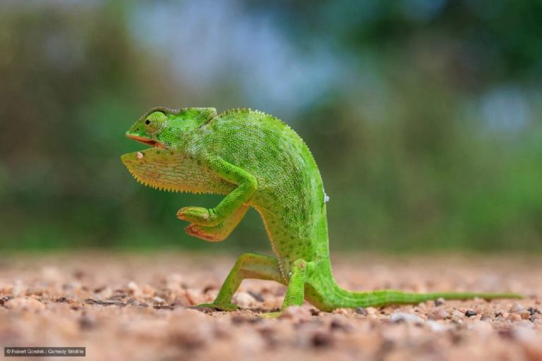 Финалисты Nikon Comedy Wildlife Awards 2026: медведь на зарядке и сердитый королёк — фото 10