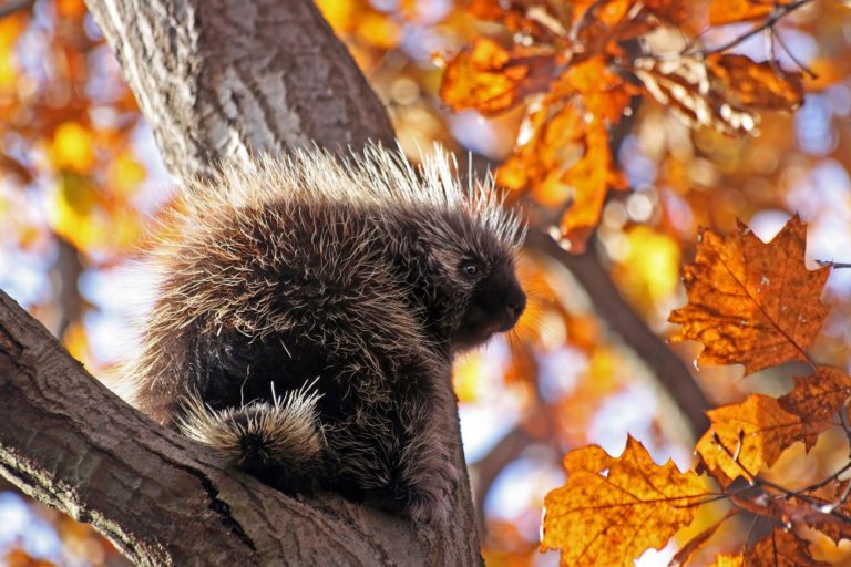Золотая осень за пару недель: чек-лист пейзажного фотографа — фото 6
